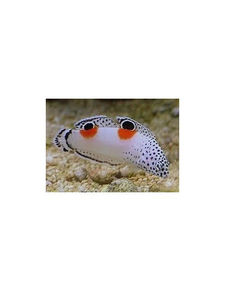 Coris angulata (RARITA') **OFFERTA**