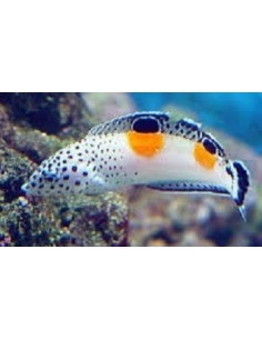 Coris angulata (RARITA') **OFFERTA** 2