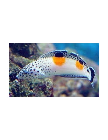 Coris angulata (RARITA') **OFFERTA**