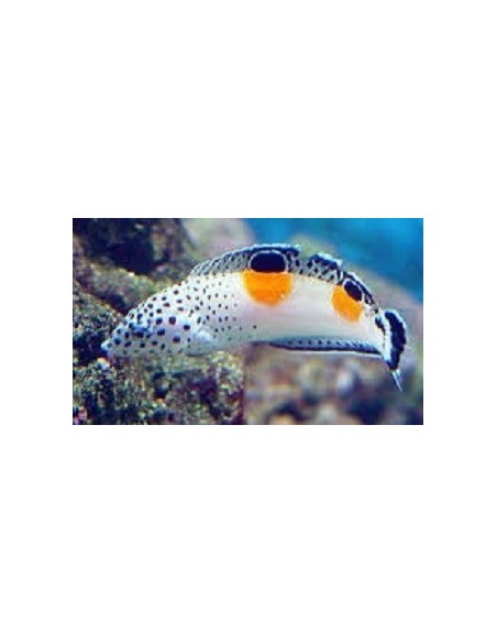 Coris angulata (RARITA') **OFFERTA**