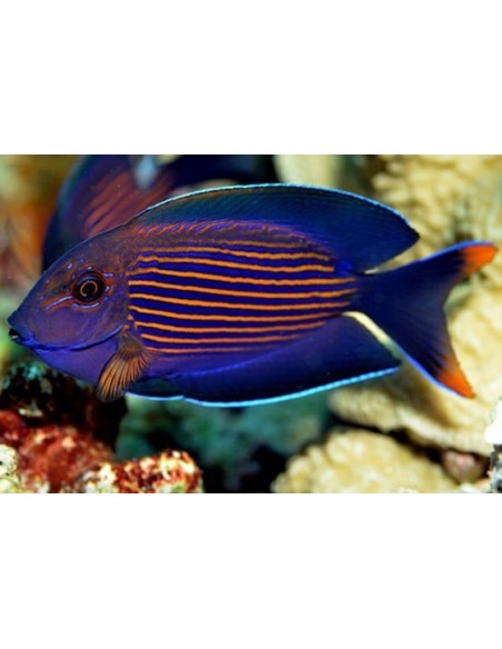CTENOCHAETUS STRIATUS