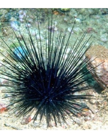 DIADEMA SETOSUM (RICCIO)