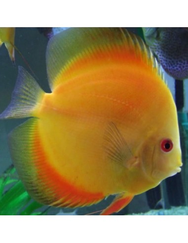 Discus Melon 11/12 cm