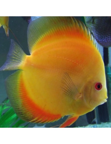 Discus Melon 11/12 cm