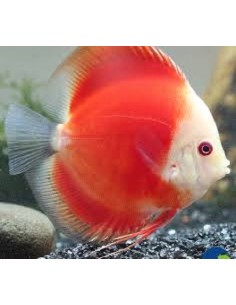 Discus Red Melon 8/9 cm