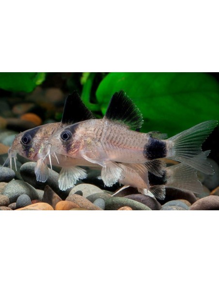 CORYDORAS PANDA *OFFERTA* CM 3/3.5