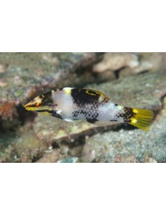 HALICHOERES HORTULANUS