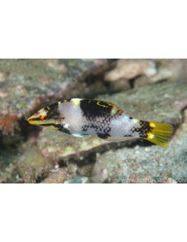 HALICHOERES HORTULANUS