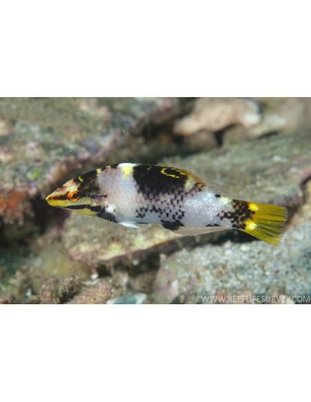 HALICHOERES HORTULANUS