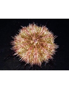 Hemicentrotus pulcherrimus