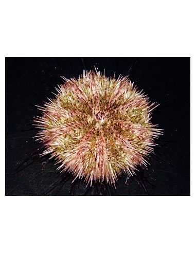 Hemicentrotus pulcherrimus