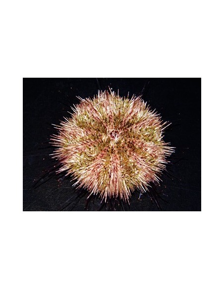 Hemicentrotus pulcherrimus