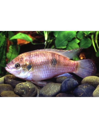 Hemicrhomis paynei