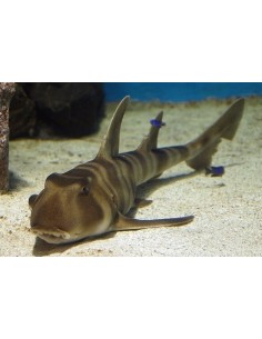HETERODONTUS ZEBRA SP. (SQUALO NUTRICE - 20CM C.A.)