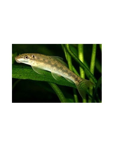 GYRINOCHEILUS AYMONIERI