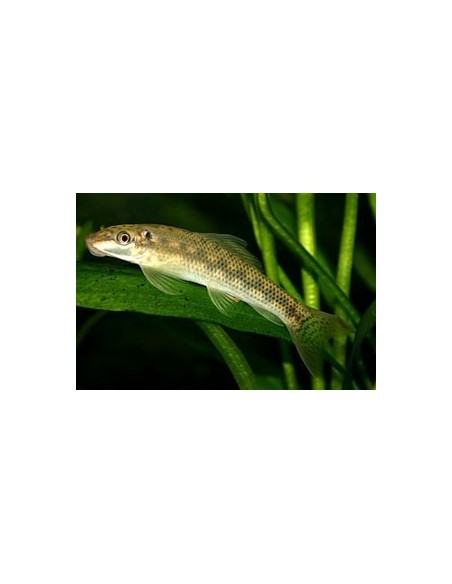 GYRINOCHEILUS AYMONIERI