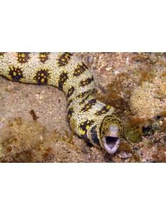 ECHIDNA NEBULOSA  (MURENA) MEDIUM *OFFERTA*