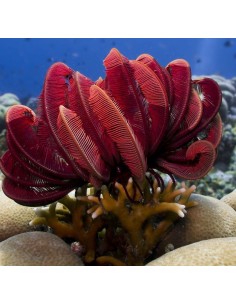 STEPANOMETRA RED (CRINOIDE)