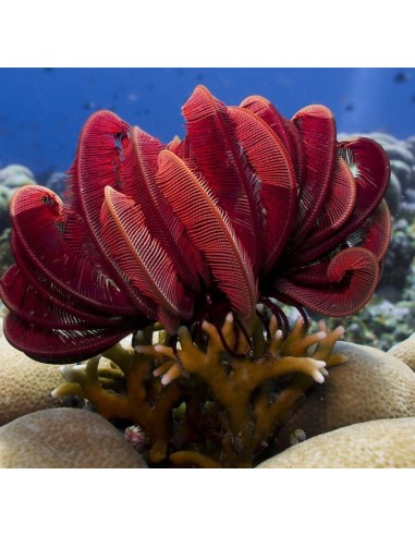 STEPANOMETRA RED (CRINOIDE)