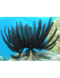 STEPANOMETRA COMASTER NERO