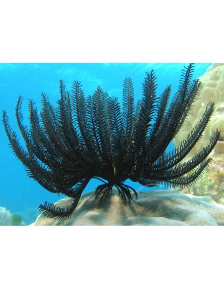 STEPANOMETRA COMASTER NERO