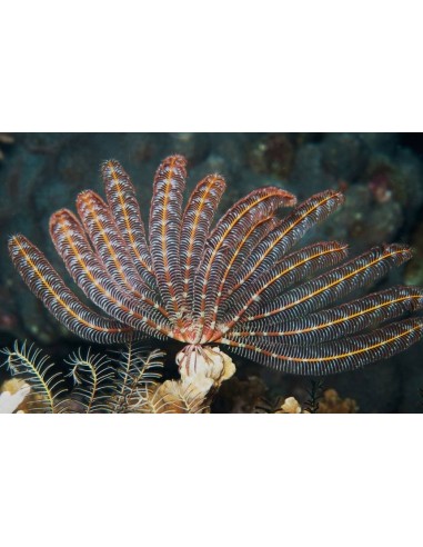 STEPANOMETRA COMASTER GIALLO