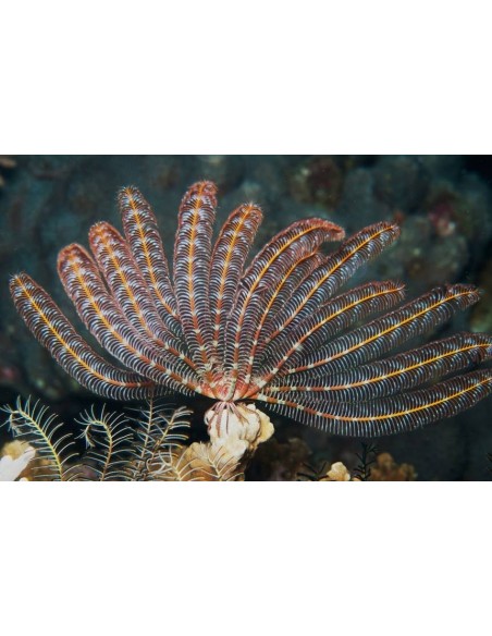 STEPANOMETRA COMASTER GIALLO