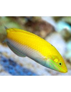 Halichoeres leucoxanthus