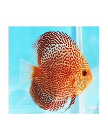 DISCUS LEOPARD 7/8 CM
