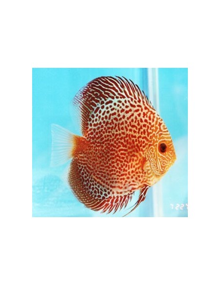 DISCUS LEOPARD 7/8 CM