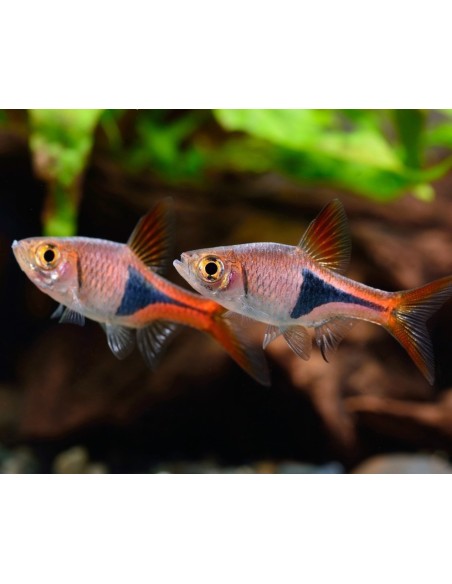 Rasbora heteromorpha