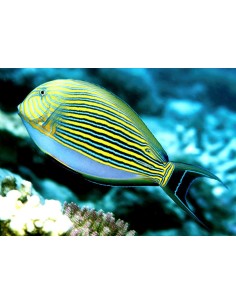 ACANTHURUS LINEATUS
