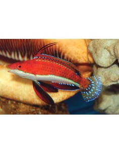 CIRRHILABRUS RUBRIVENTRALIS