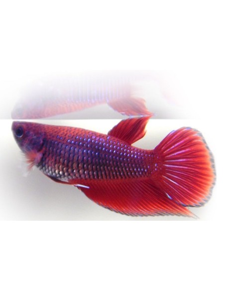 BETTA SPLENDENS FEMMINA