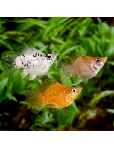  POECILIA SPHENOPS BALLON