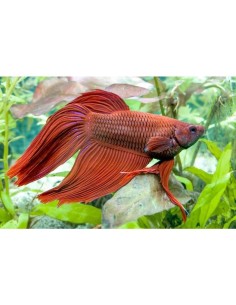 BETTA SPLENDENS MASCHIO