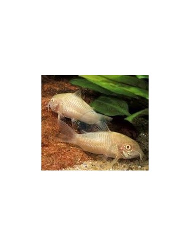 CORYDORAS PALEATUS ALBINO