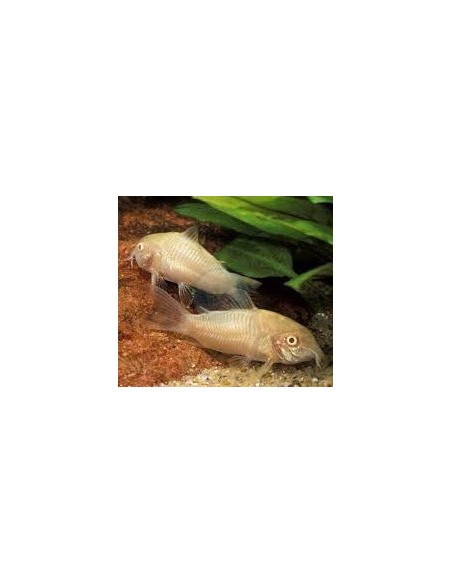 CORYDORAS PALEATUS ALBINO