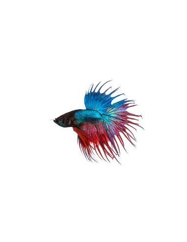BETTA SPLENDENS CROWNTAIL MASCHIO XL