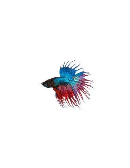 BETTA SPLENDENS CROWNTAIL MASCHIO XL