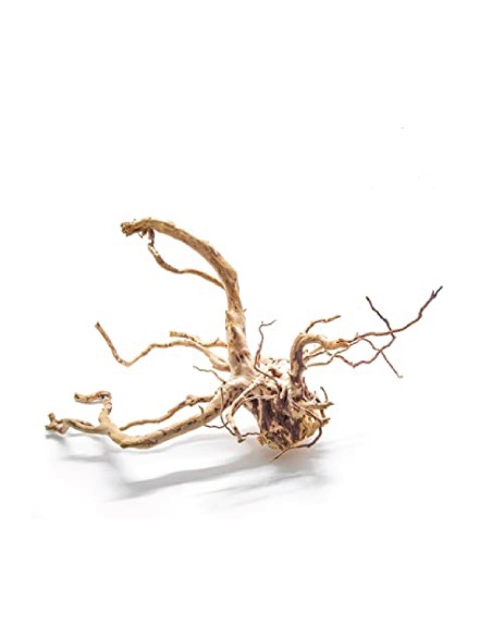 Blu Bios legno di mangrovia azalea root medio