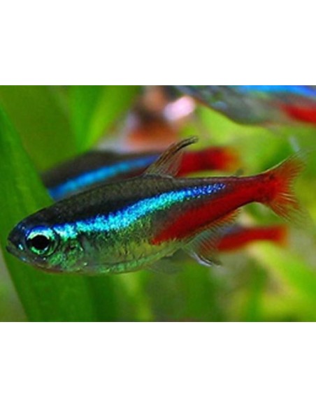 Paracheirodon innesi