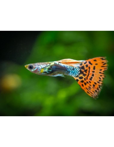 POECILIA RETICULATA MASCHI ASSORTITI OFFERTA (GUPPY)