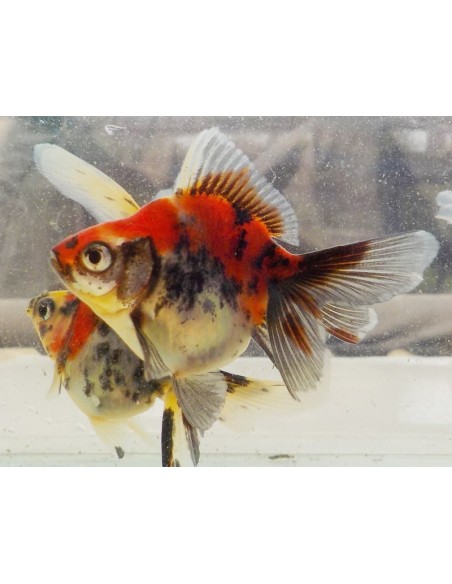 ORANDA CALICO