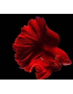 BETTA SPLENDENS Super Red fighters  (Male)