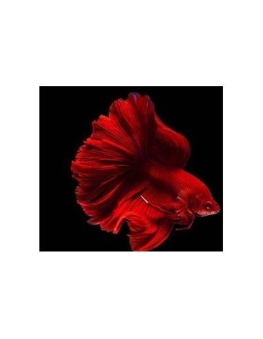 BETTA SPLENDENS Super Red fighters  (Male)