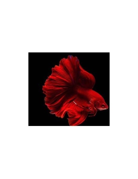 BETTA SPLENDENS Super Red fighters  (Male)