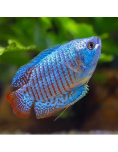 COLISA LALIA BLU' COBALTO COPPIA