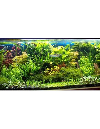 PIANTE ACQUATICHE PER AQUASCAPING