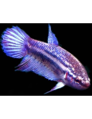 BETTA SPLENDENS FEMMINA